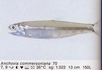 Anchovia commersoniana